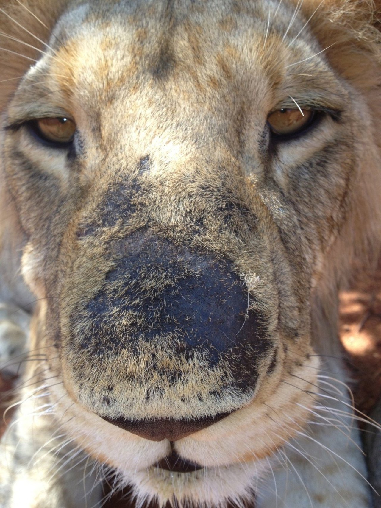 På sydafrikanske løvefarme lever løverne under elendige forhold. Foto: Blood Lions