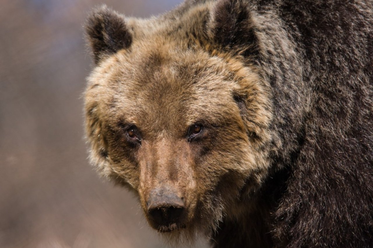 En marsikansk bunbjørn i Apennines Marsican Bear Heritage Area. Foto: Bruno D. Amicis