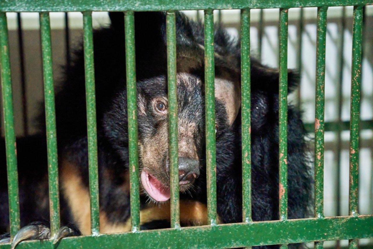 Bjørnen Na er blevet reddet fra en bjørnefarm i Vietnam og transporteret til et reservat drevet af FOUR PAWS.