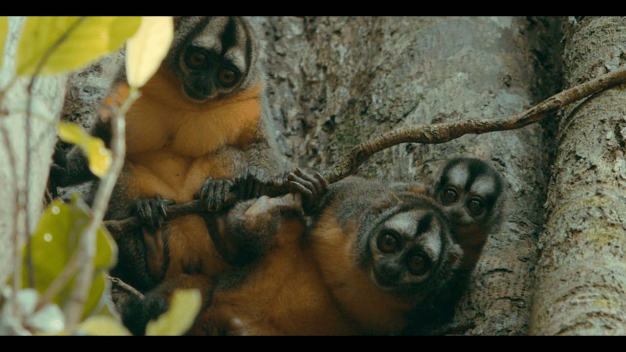Nataber i Amazon Night Monkey Heritage Area. Foto: ENTROPIKA FOTOGRAFÍAS