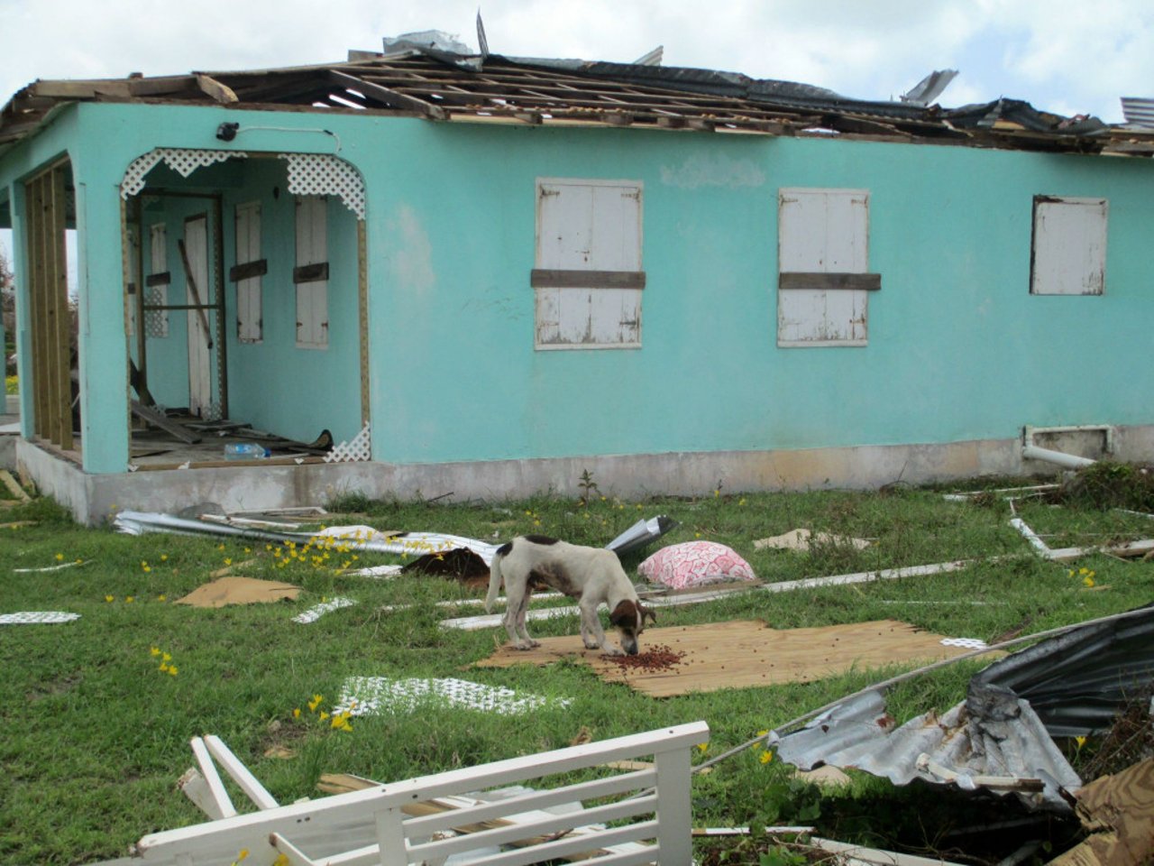 our_partner_group_antigua_and_barbuda_society_feed_local_dogs_as_their_owners_were_forced_to_evacuated_and_abandon_them