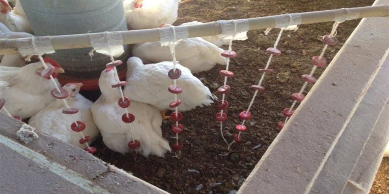 A group of white broiler chickens near a &quot;beer cap curtain&quot;, a form of enrichment they can interact with. A string is poked through some tin beer caps and they are hung for the chickens to peck at.