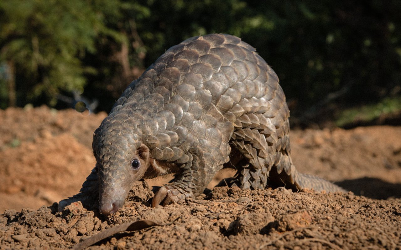 Pangolin in the wild