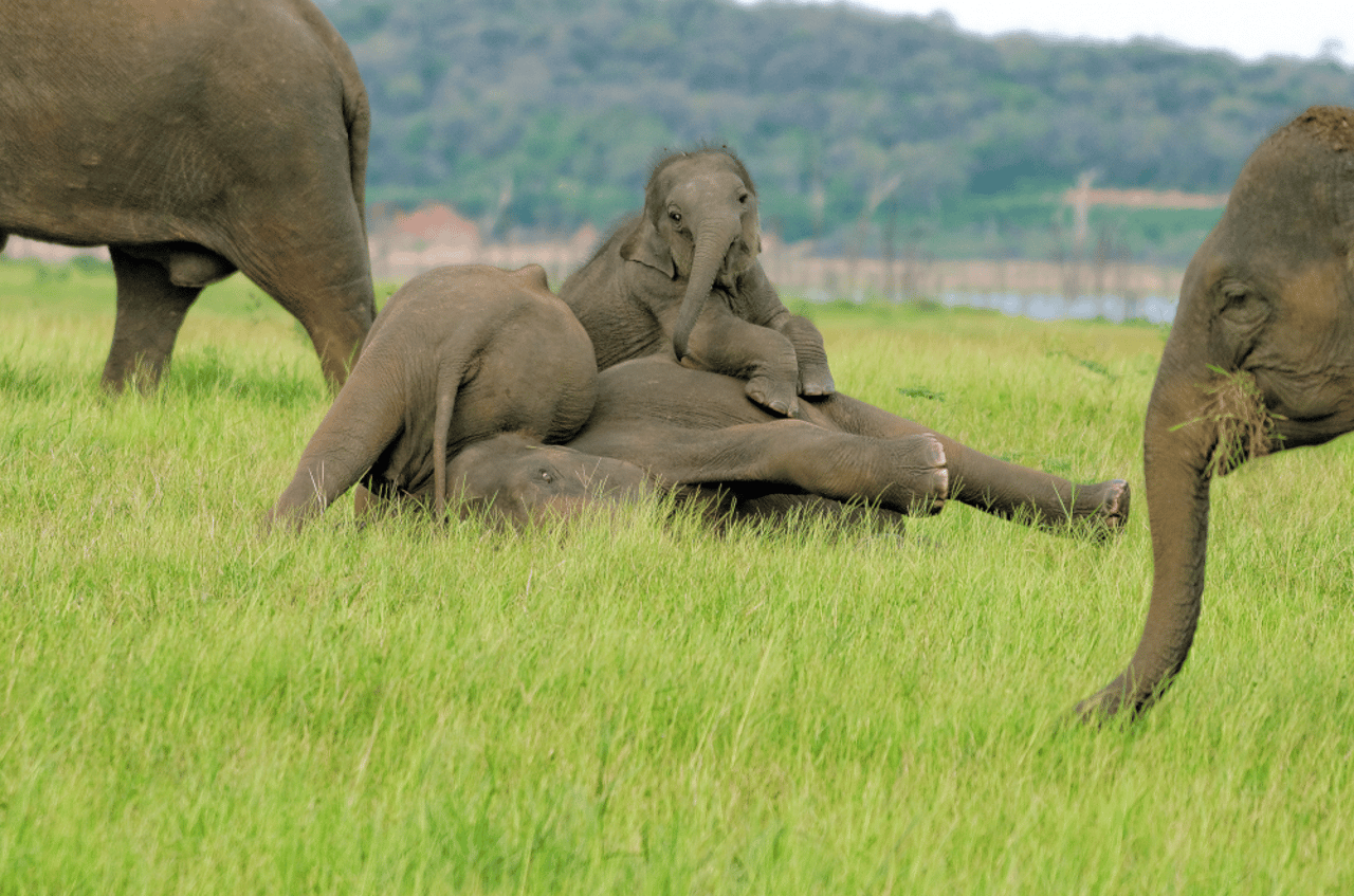 Elefantflok i nationalpark i Sri Lanka