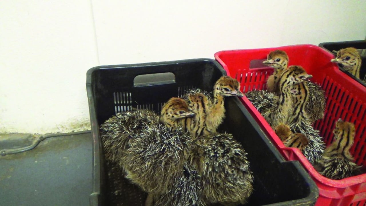 Strudseunger i kurve på strudsefarm