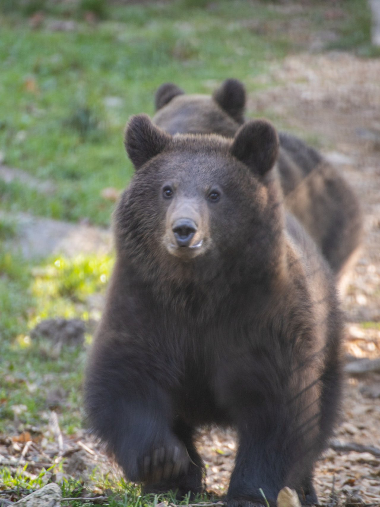 Den reddede bjørneunge Peter i Libearty Bjørnereservat i Rumænien