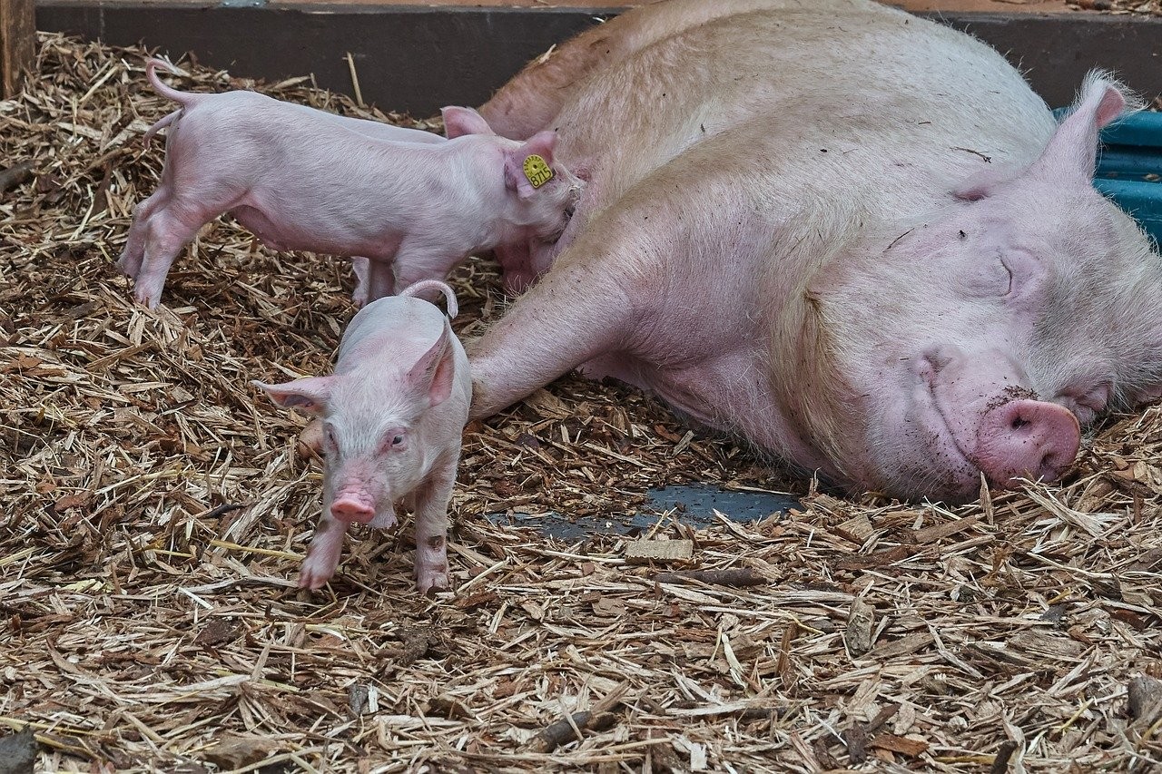 World Animal Protection staff holding piglet - Animals in farming