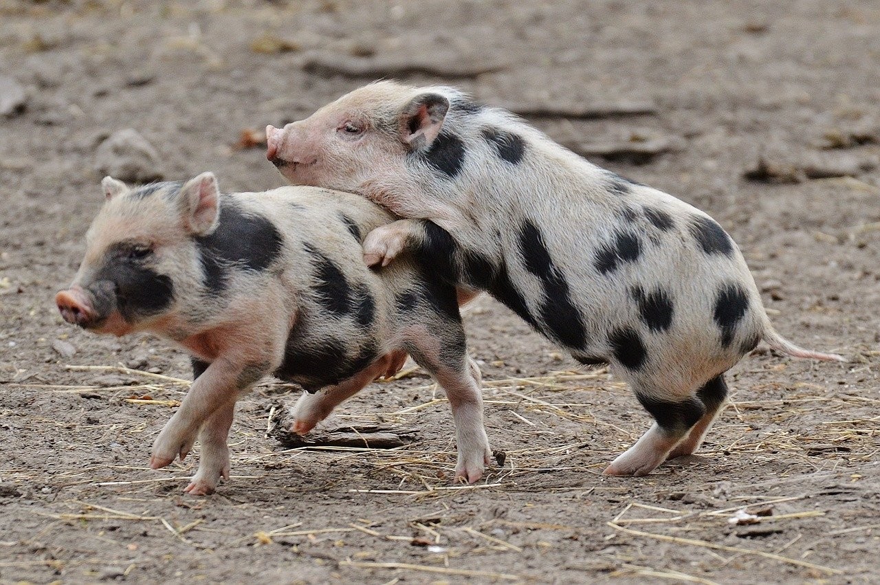 World Animal Protection staff holding piglet - Animals in farming