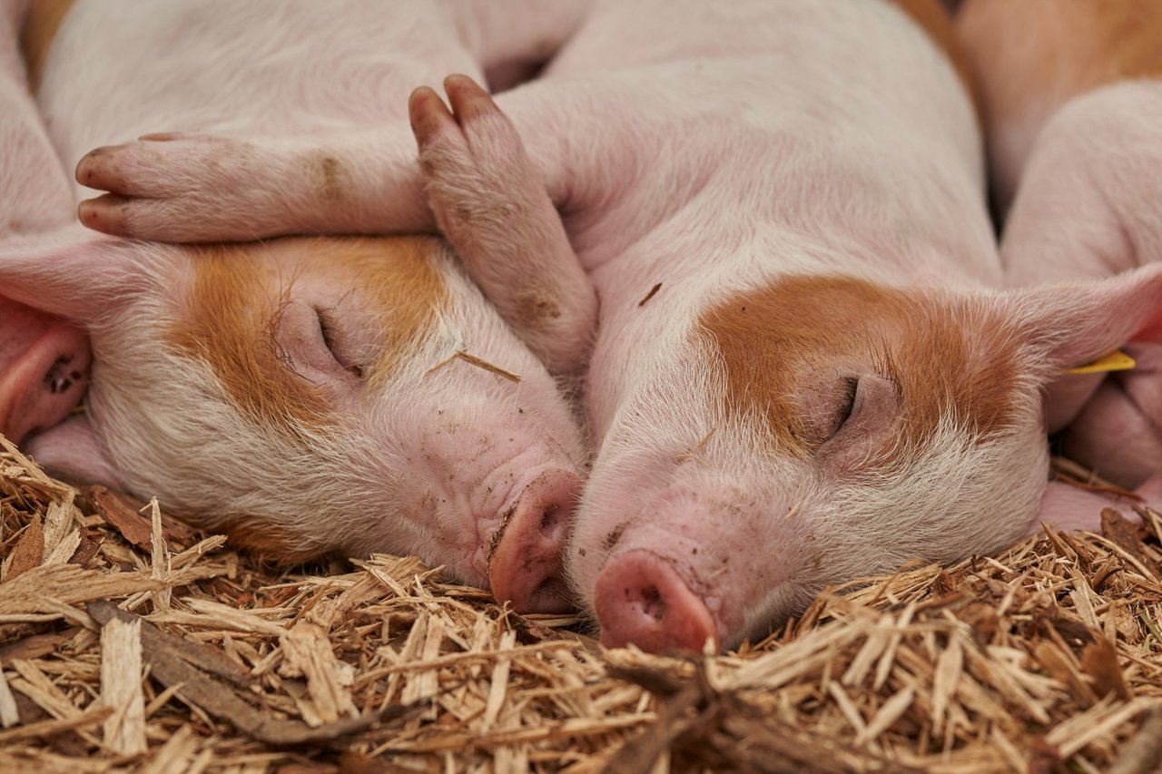 World Animal Protection staff holding piglet - Animals in farming