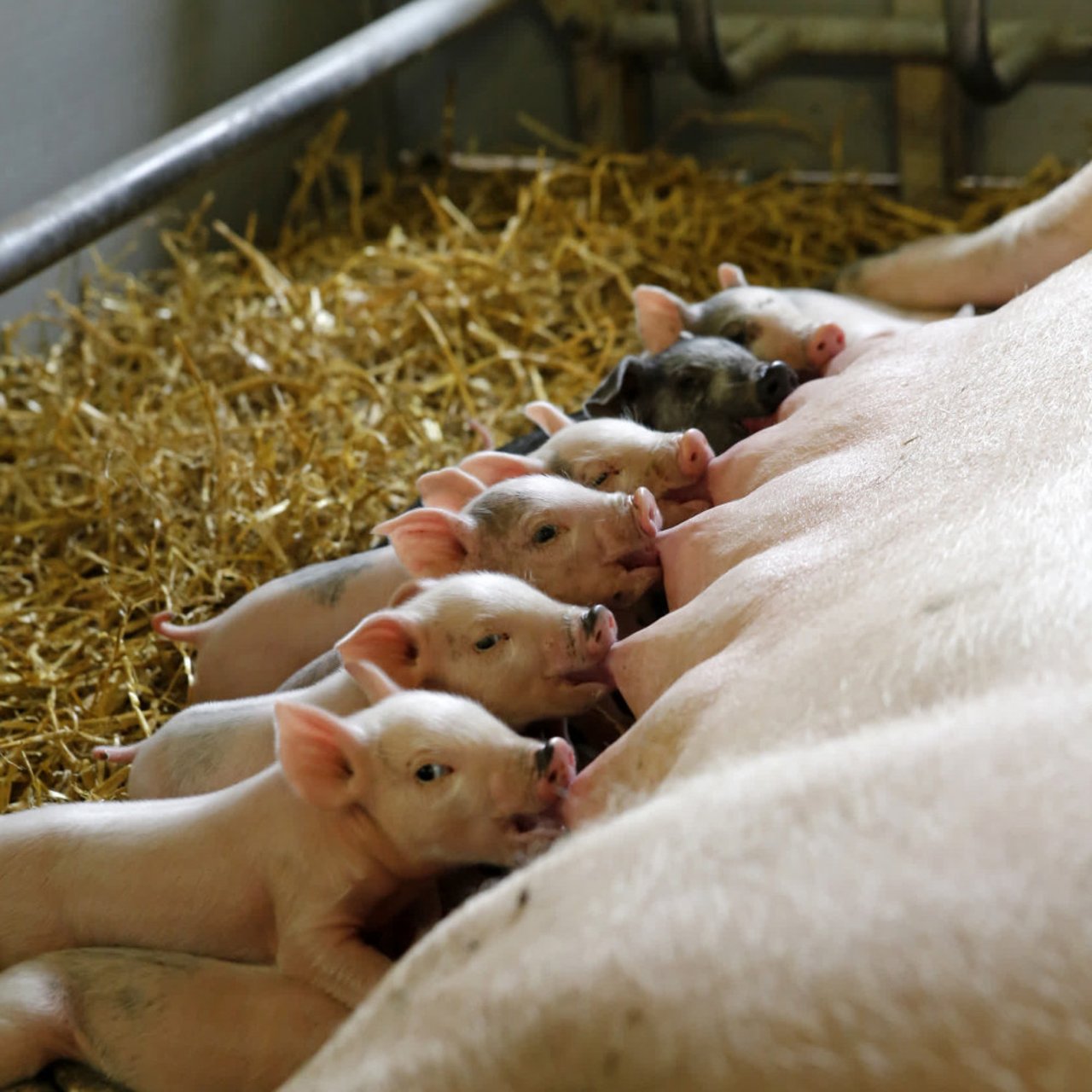 piglets_feeding_from_their_mother_at_an_indoor_farm_in_china_0