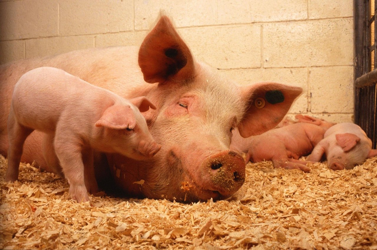 World Animal Protection staff holding piglet - Animals in farming