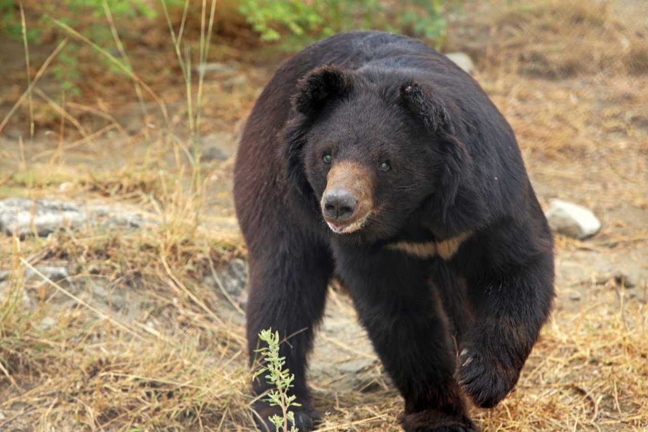 Bjørnen Pooh er reddet fra bjørne-hundekampe