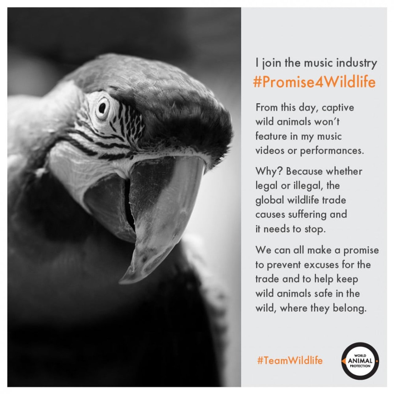 promise4wildlife_parrot