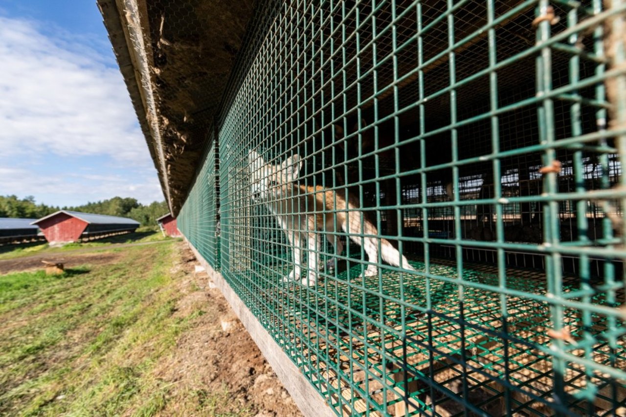 Ræve lider hele livet i små bure på finske pelsfarme. Foto: FOUR PAWS / Fred Dott