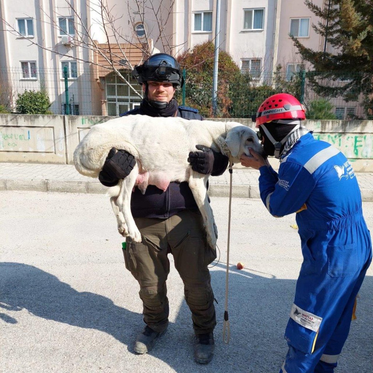 To redningsarbejdere bærer hund ud af ruiner efter jordskælvene i Tyrkiet