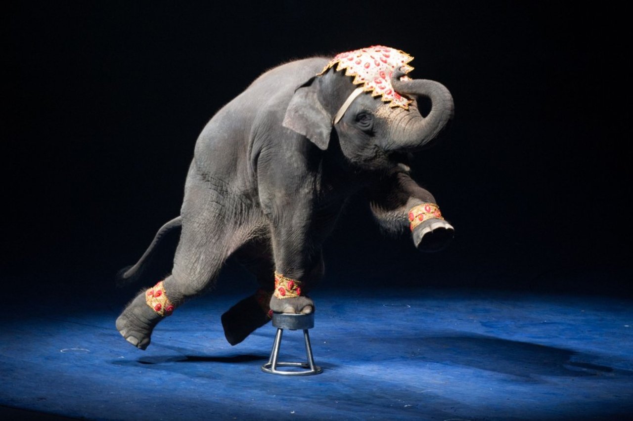 Elefanter trives ikke i omrejsende cirkus - stockfoto