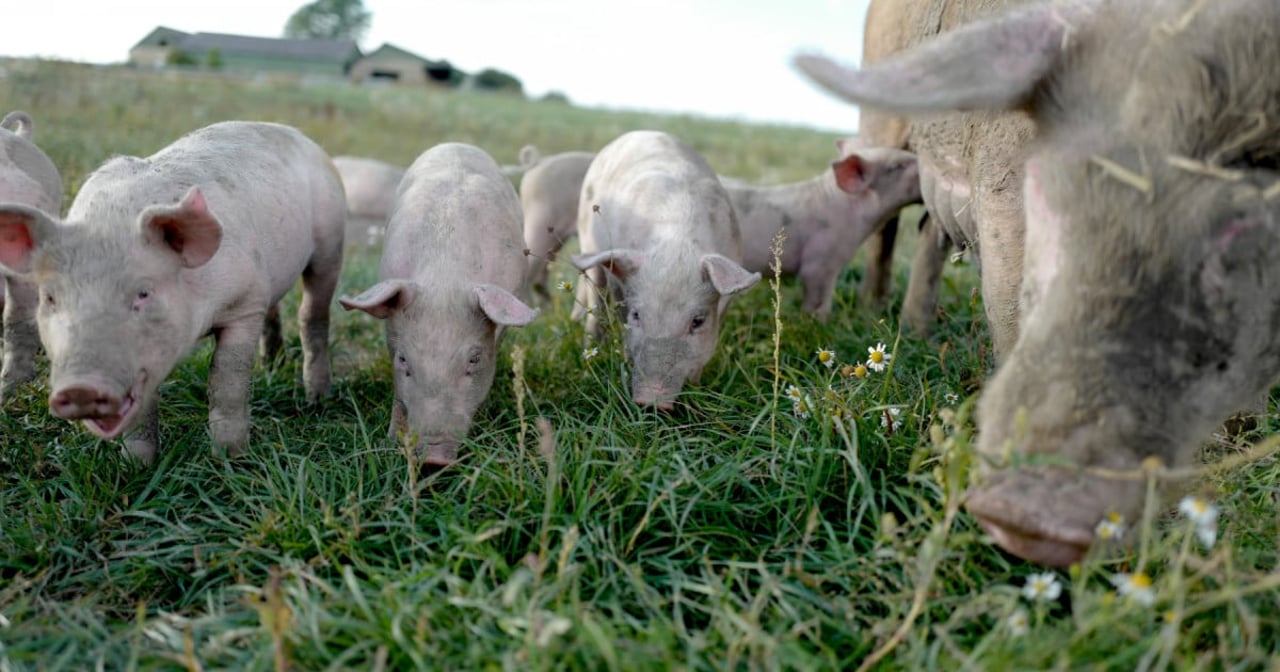 En so og hendes smågrise på marken hos Vinfeldt Øko. Foto: Christian Andersen