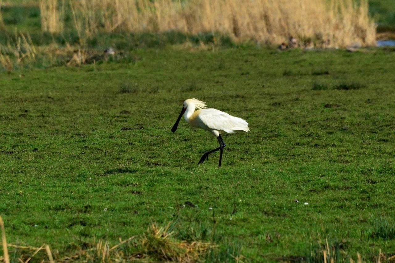 Oplev skestorken i den danske natur