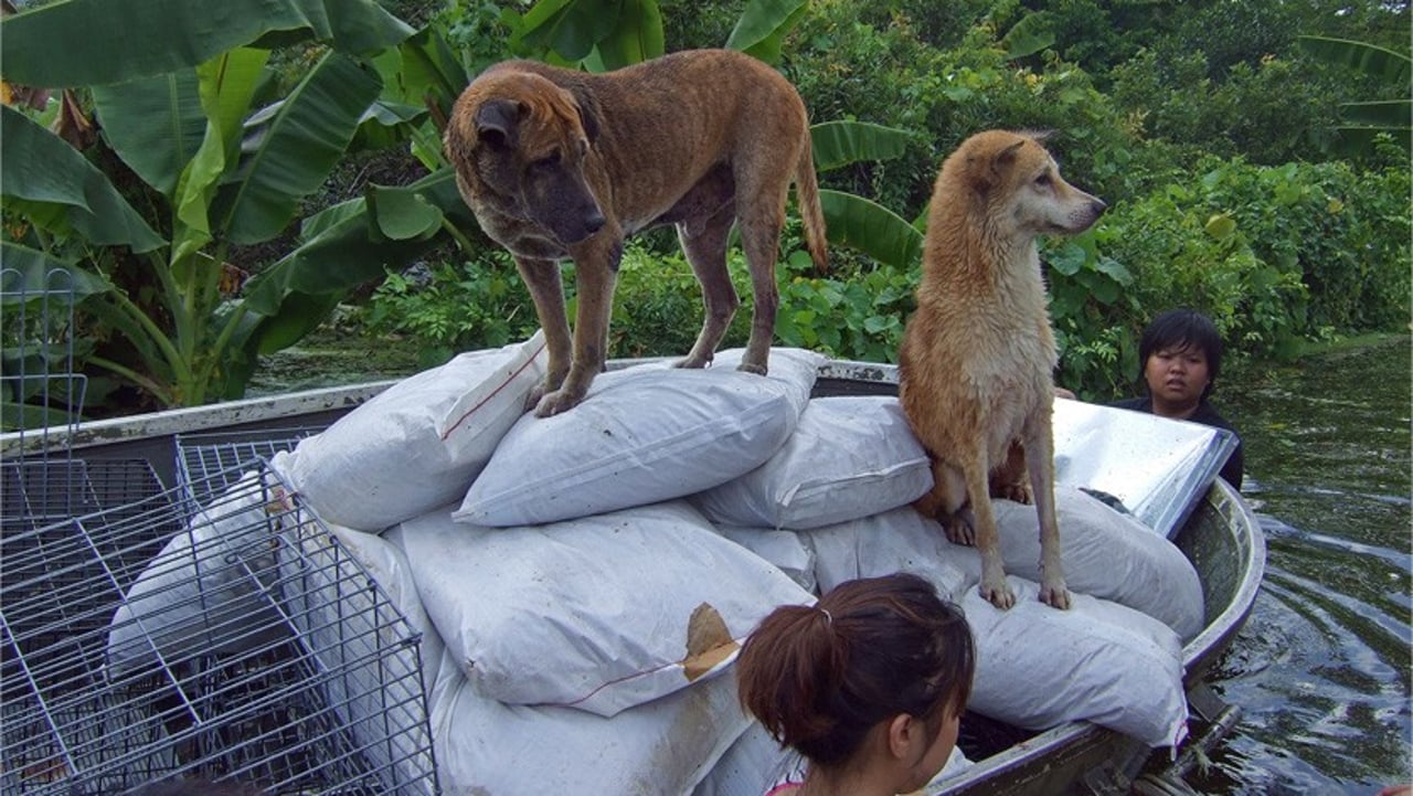 thailand-hjaelp-til-dyrene-oversvoemmelse