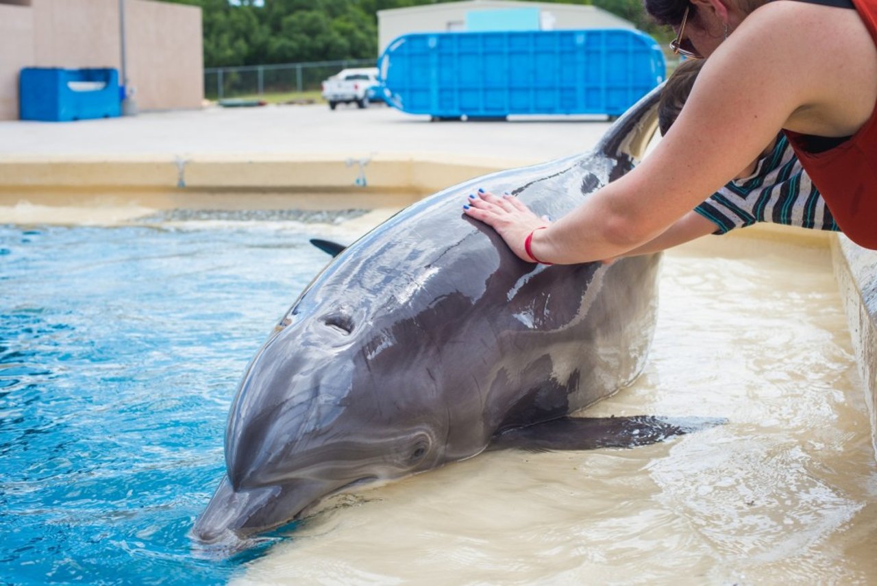 Turister poserer med en delfin i fangenskab i SeaWorld San Antonio, USA