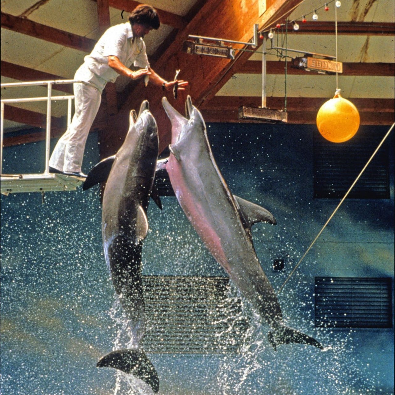 Captive dolphins jump out of tank for treat