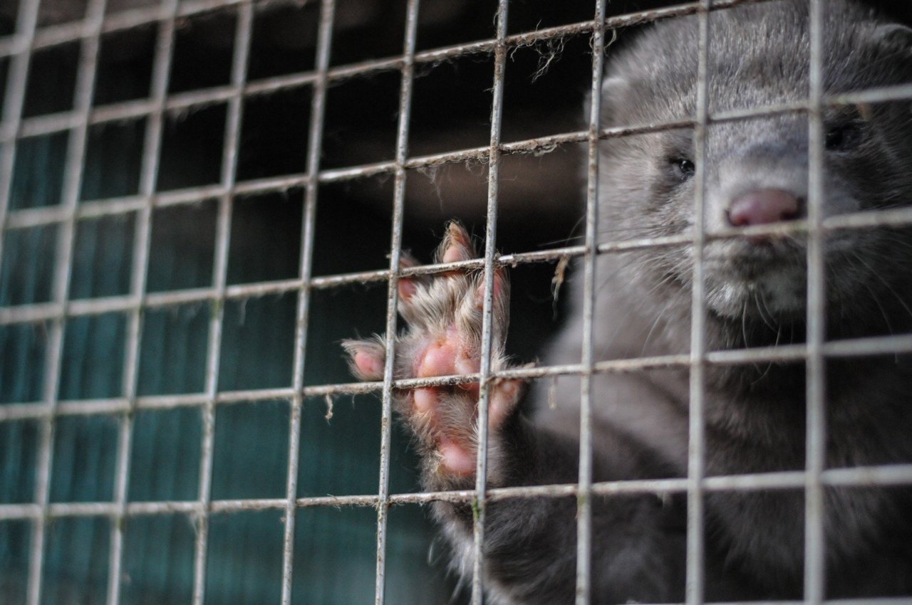 En mink i bur. Foto: Jo-Anne McArthur / Djurrattsalliansen / We Animals Media