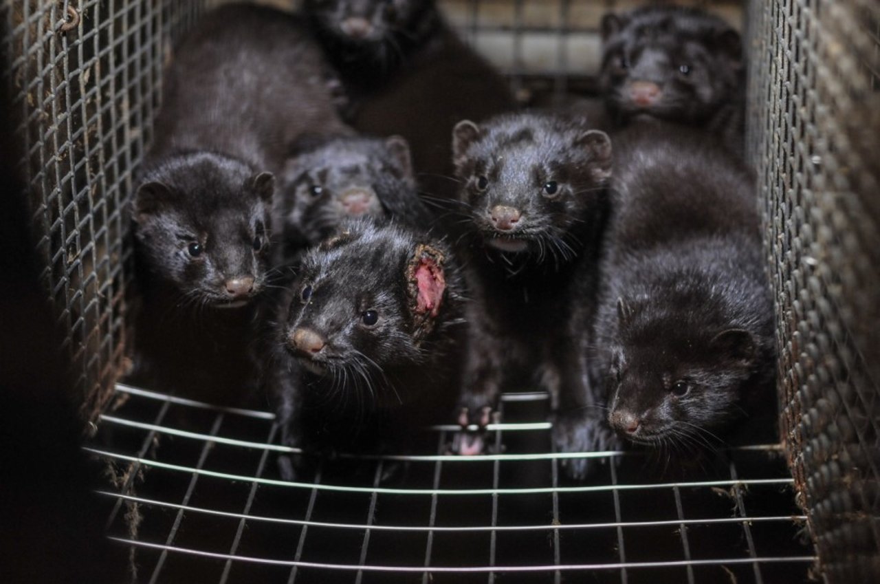 Mink udviser ofte aggressiv adfærd, når de lever tæt sammen i fangenskab. Foto: Jo-Anne McArthur / Djurrattsalliansen / We Animals Media