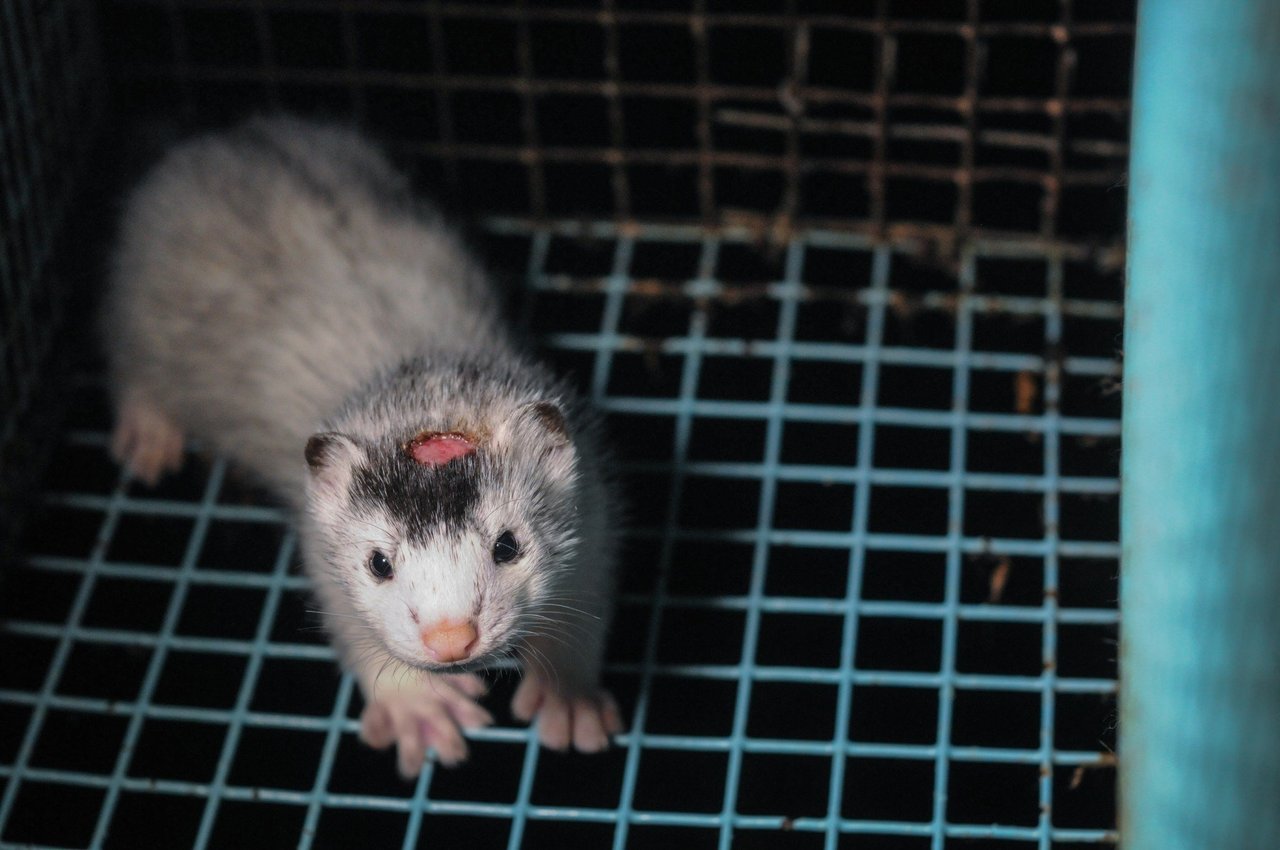 Minkhvalp på svensk minkfarm med sår i hovedet. Foto: Jo-Anne McArthur / Djurrattsalliansen / We Animals Media