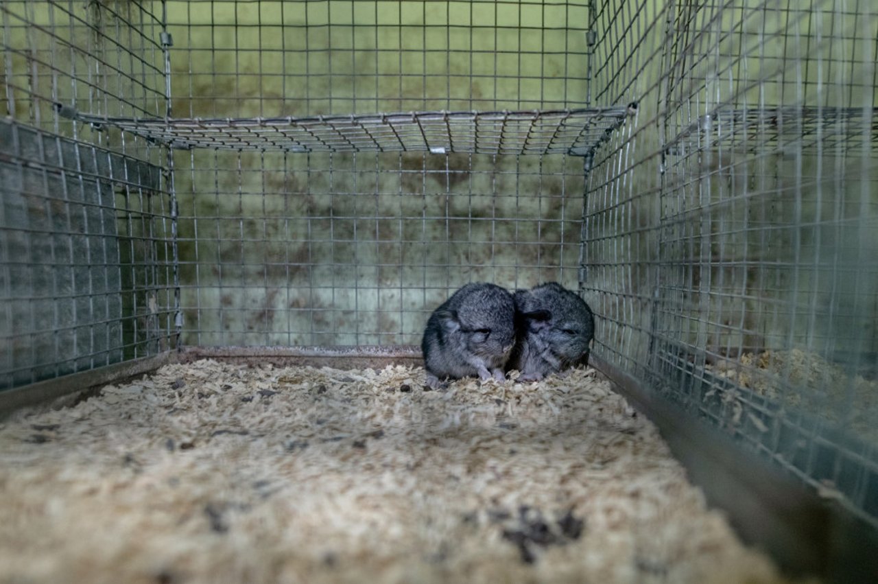 Chinchillaer på pelsfarm i Ukraine. Foto: Andrew Skowron / We Animals Media