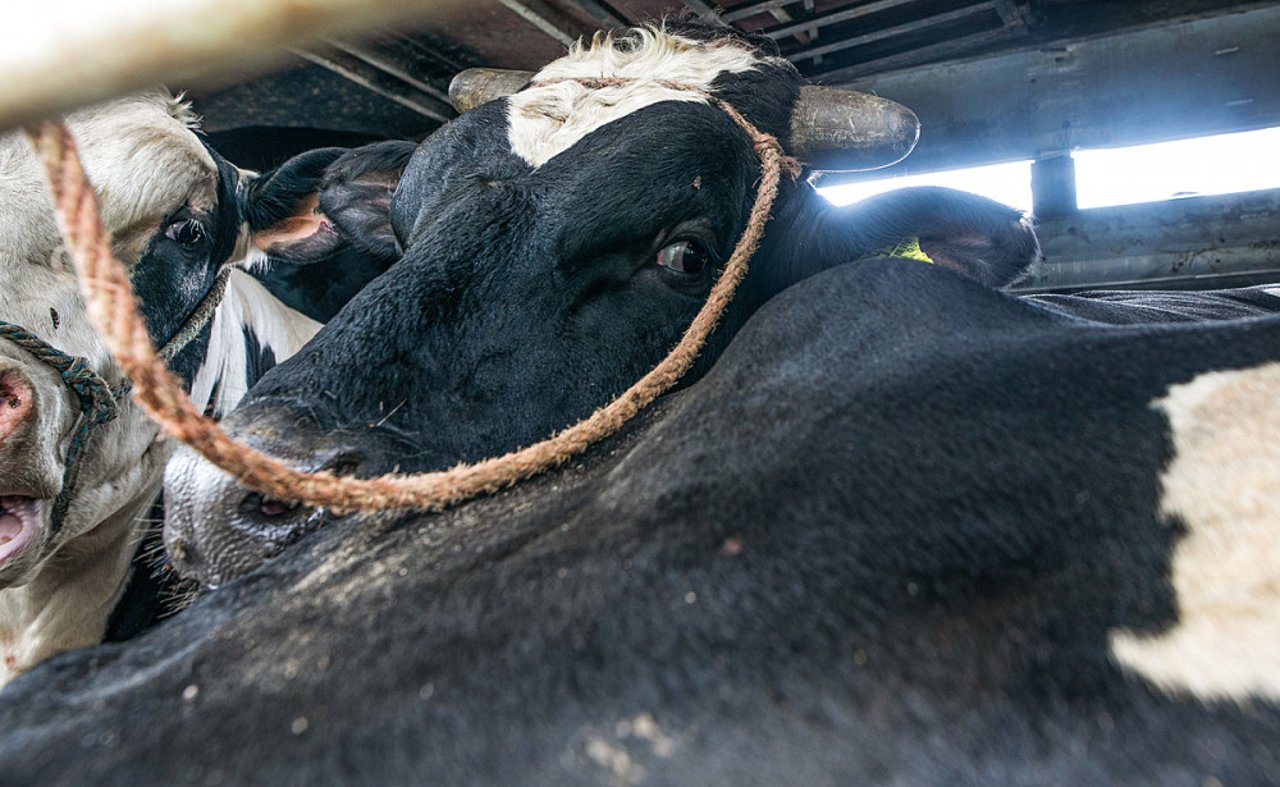 Køer presset sammen i dyretransport. Foto: Andrew Skowron / We Animals Media