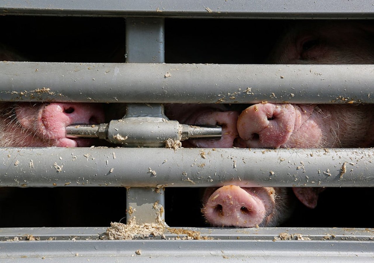 Grise presset sammen i dyretransport. Foto: Andrew Skowron / We Animals Media