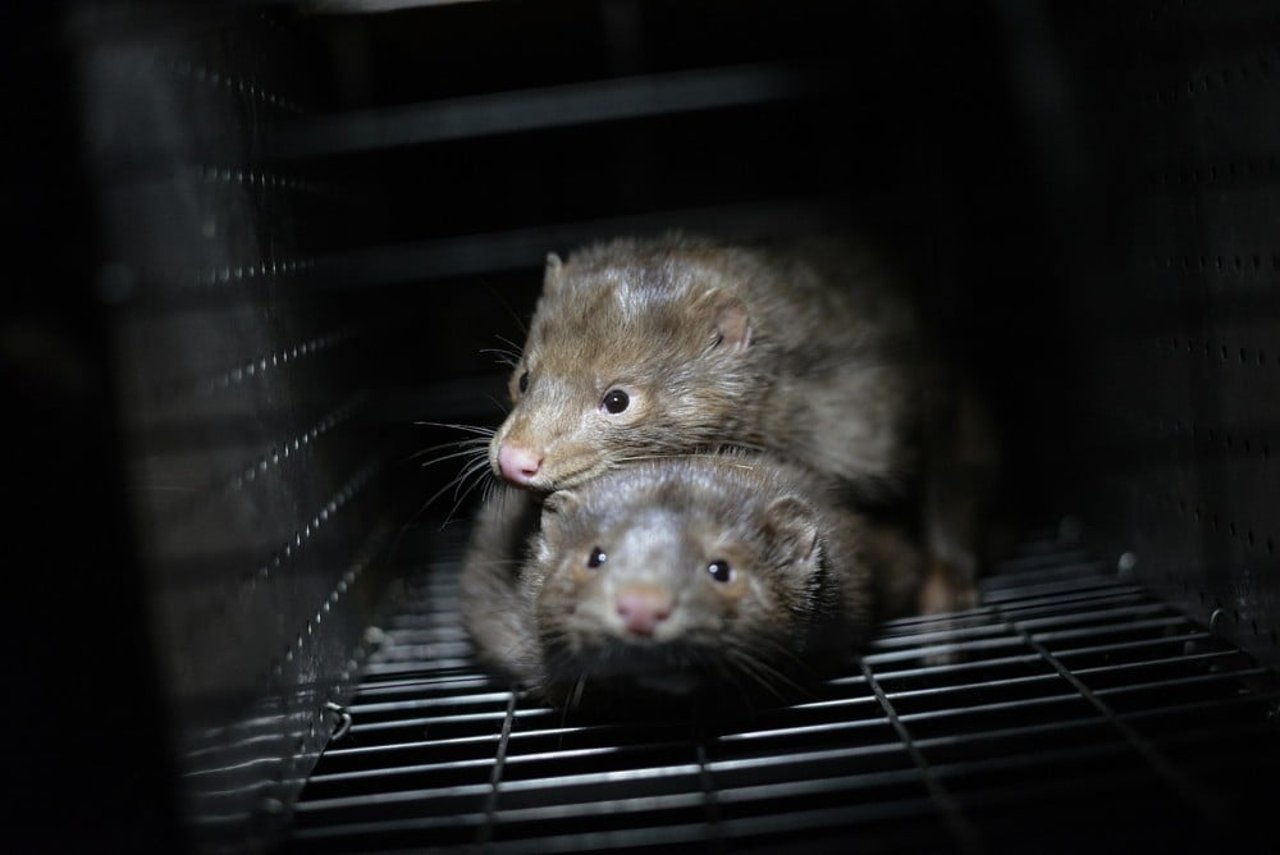 Mink in a cage at a Canadian fur farm