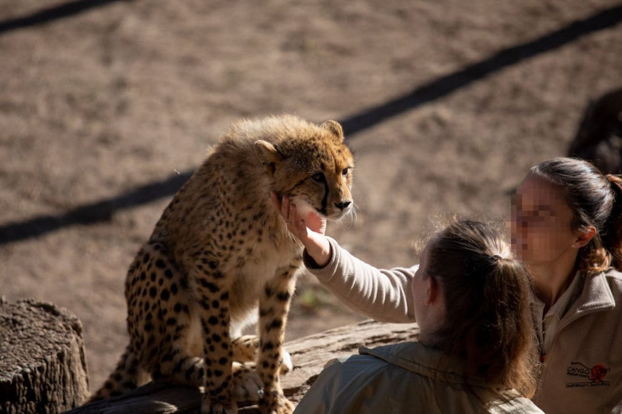 waza_cheetah_for_selfies