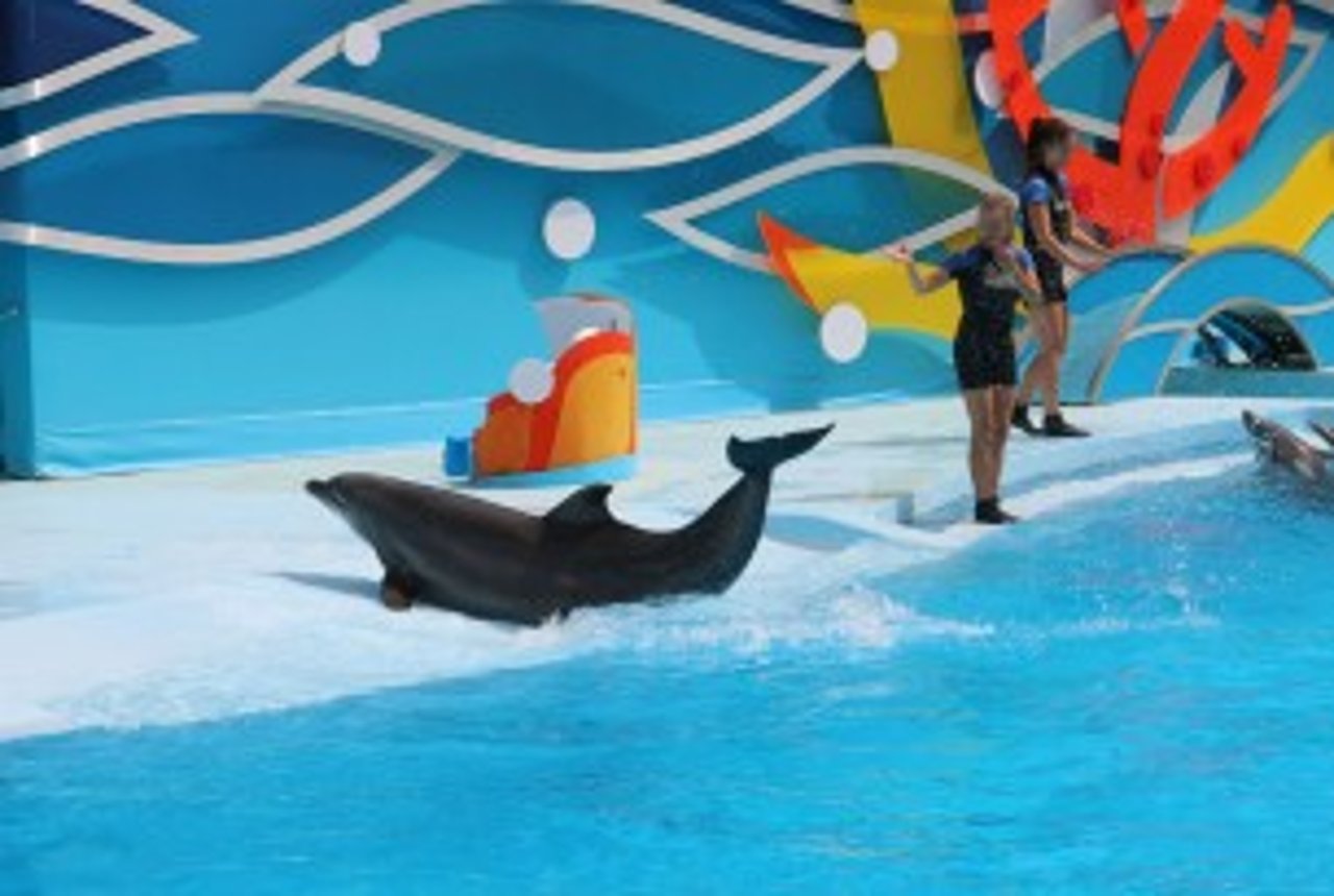 Delfinshow i Zoomarine, Portugal, der er akkrediteret af AMMPA og indirekte medlem af WAZA