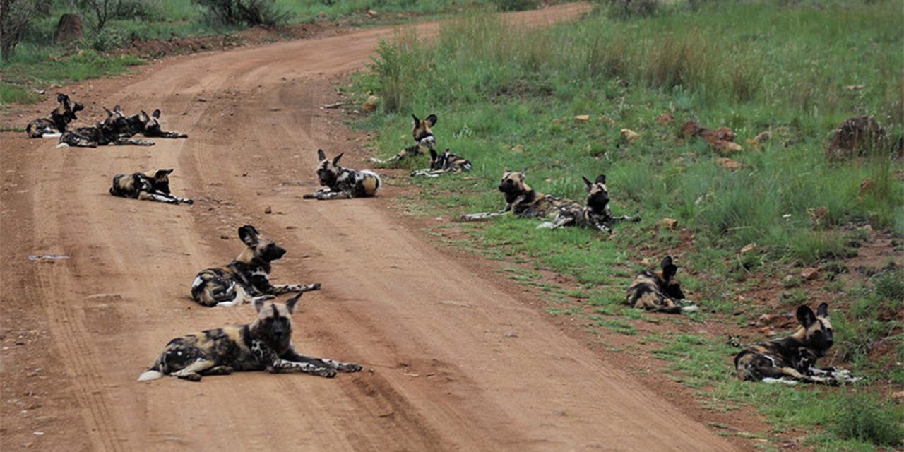 A pack of wild African dogs sits on a dusty road, with some lying on the green grass. They are cream-coloured with big black spots and long ears.