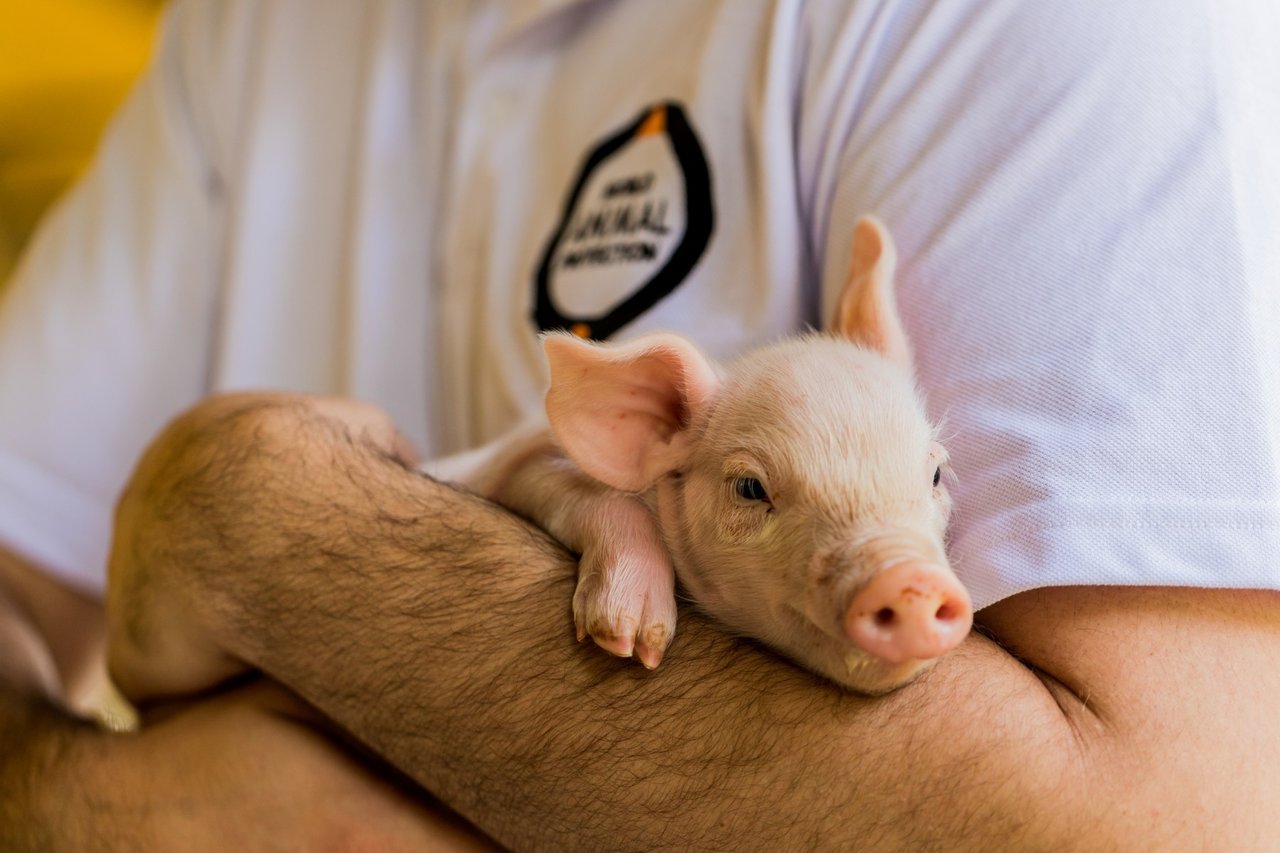 World Animal Protection staff holding piglet - Animals in farming