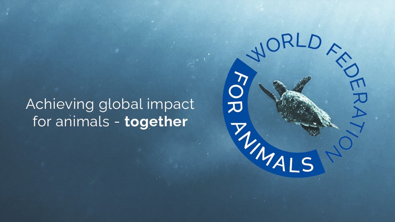 Vi er 19 dyreorganisationer, der er gået sammen i det internationale netværk the World Federation for Animals