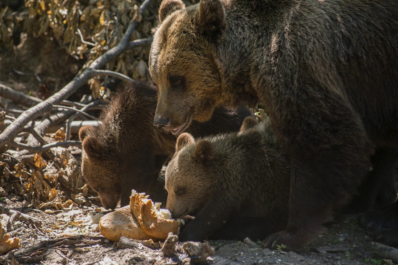 Bjørnemor og hendes unger i Libearty Bjørnereservat i Rumænien