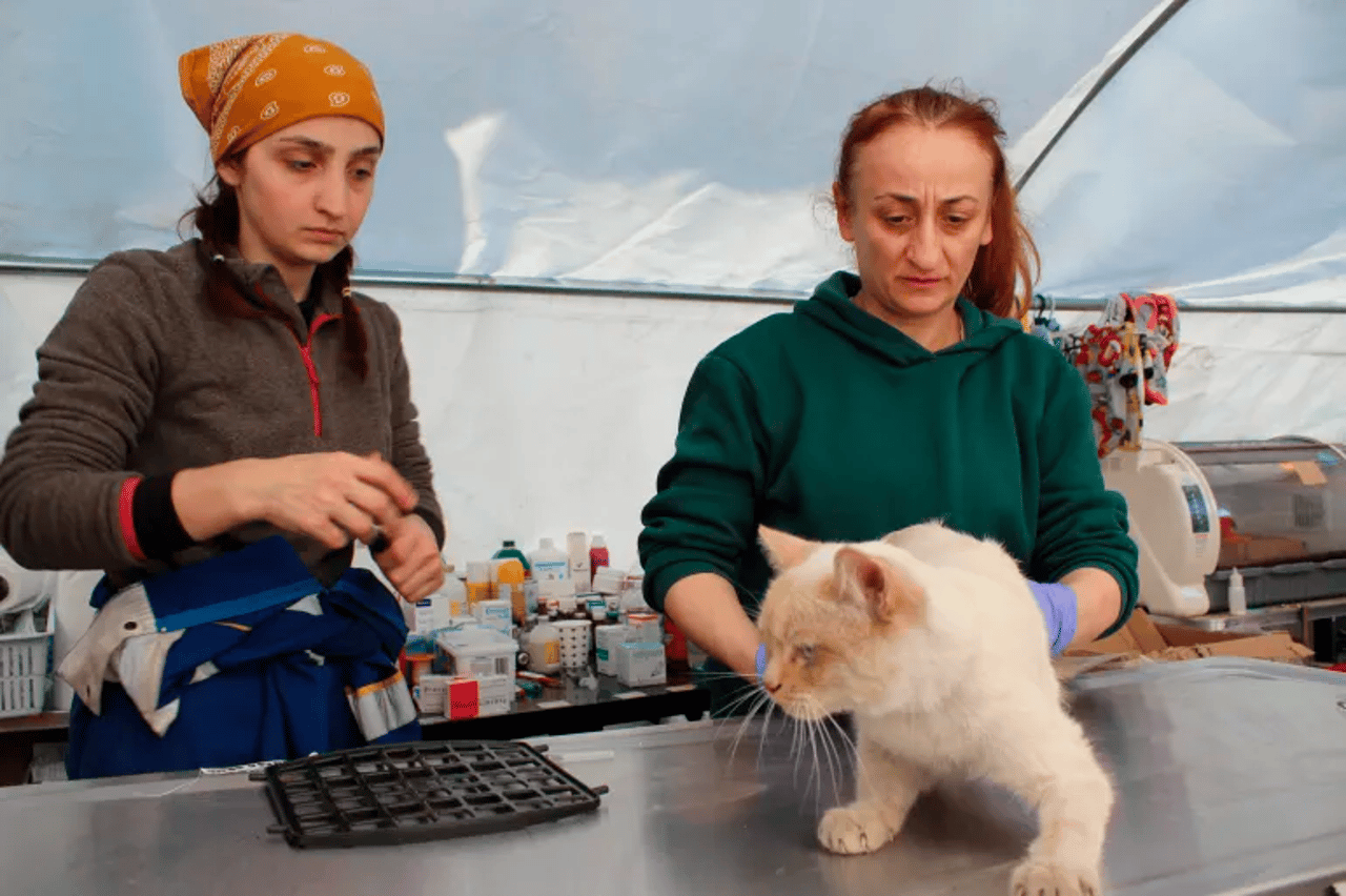 Dyrlæge Zinnet Patan hjælper reddet kat efter jordskælvene i Tyrkiet
