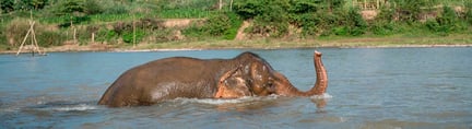 Elefant der bader
