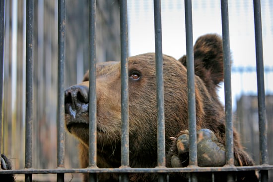 Bjørn bag tremmer i nedslidt zoologisk have i Rumænien.
