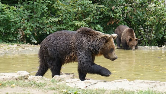 Reddede bjørne ved vandhil i Libearty Bjørnereservat i Rumænien