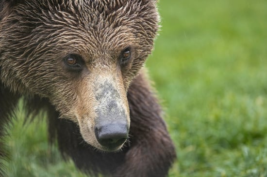 Close-up af brunbjørn i Libearty Bjørnereservat i Rumænien.