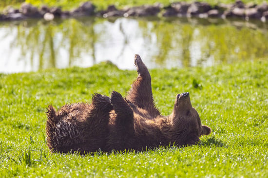 Bjørn ruller sig i græsset og nyder solen i Libearty Bjørnereservat i Rumænien