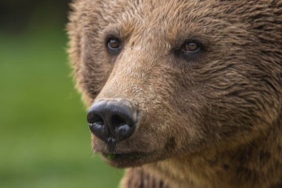 Close-up af brunbjørn i Libearty Bjørnereservat i Rumænien