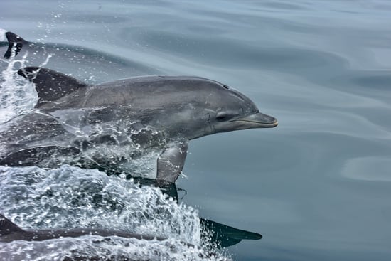 Delfin boltrer sig i havet i et Whale Heritage Site. Foto:  Raggy Charters