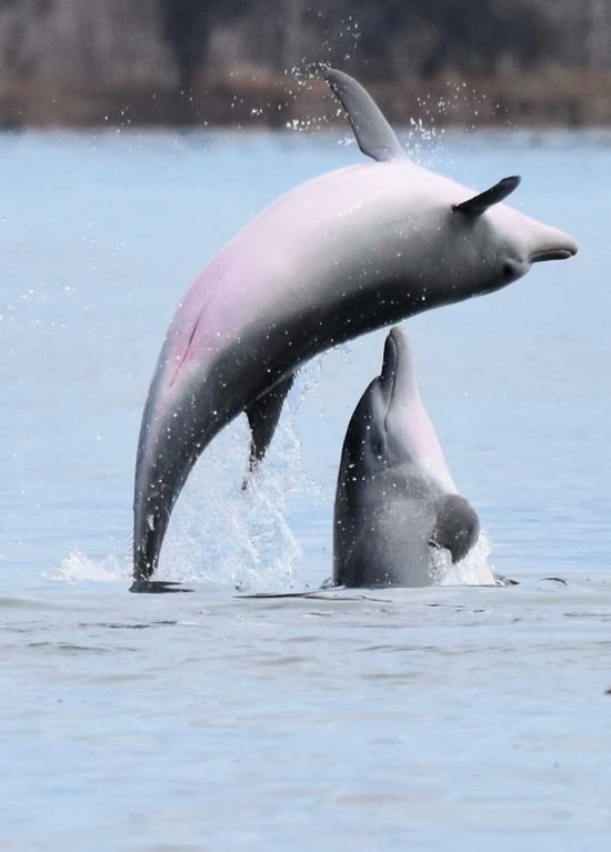 Springende legesyge delfiner