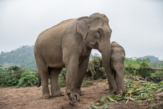En elefantmor og hendes unge i elefantreservatet Mandalao