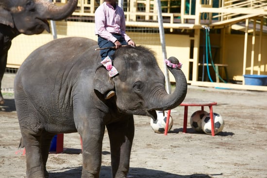 En elefantunge bliver udnyttet til elefantridning i Ichihara Elephant Kingdom i Japan.