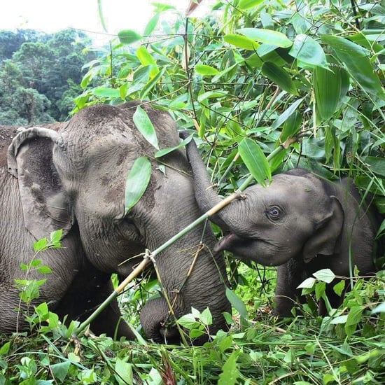 Hunelefanten Mokijue og hendes unge i Mahouts Elephant Foundation i Thailand